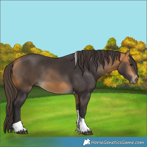 Horse Color:Buckskin Tobiano 