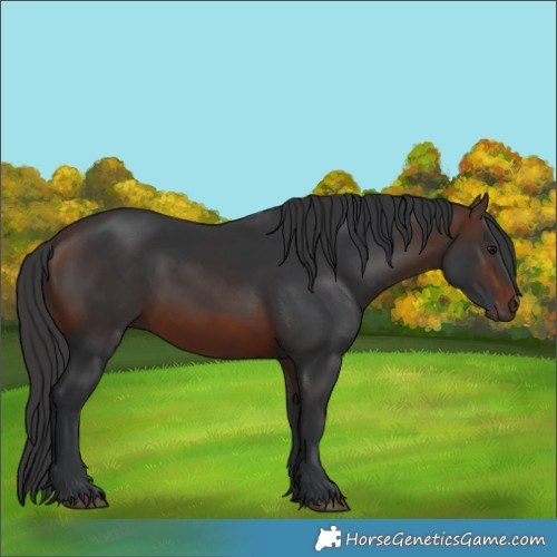 Horse Color:Brown 