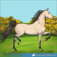 Horse Color:Buckskin