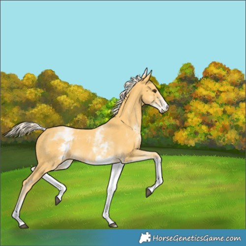 Horse Color:White Spotted Palomino 