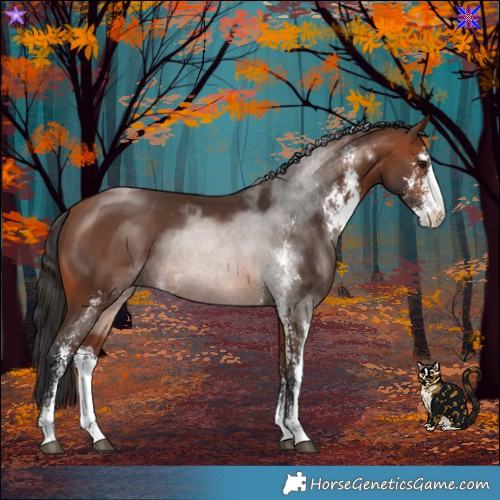 Horse Color:Bay Sabino 