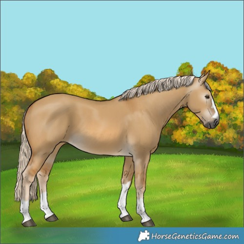 Horse Color:Gray Palomino Dun