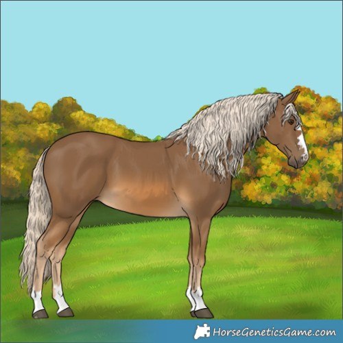 Horse Color:Chocolate Palomino