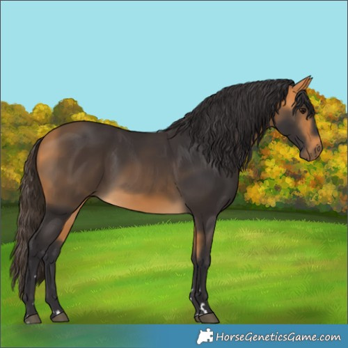 Horse Color:Buckskin