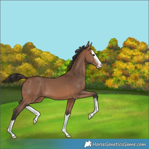 Horse Color:Bay Splash