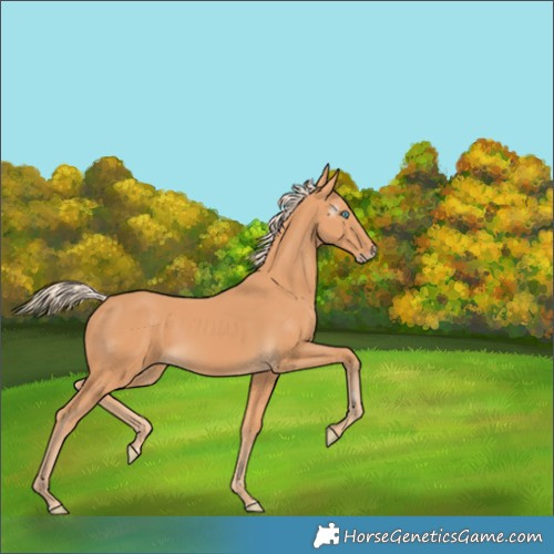 Horse Color:Gray Cremello 