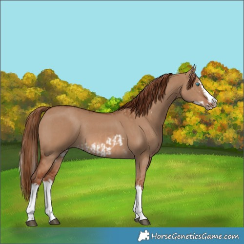 Horse Color:Red Dun Splash and Red Dun Splash Frame