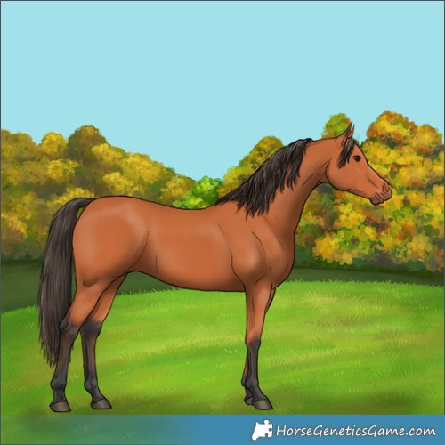 Horse Color:Bay 