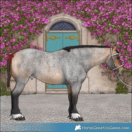 Horse Color:Buckskin Roan