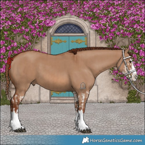 Horse Color:Red Dun Splash and Red Dun Splash