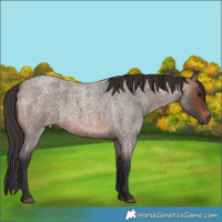 Horse Color:Brown Roan