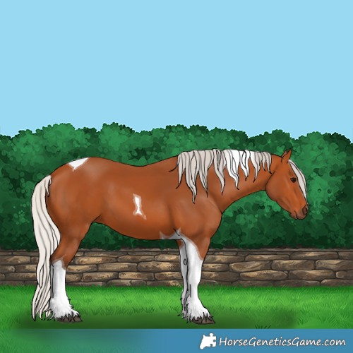 Horse Color:Silver Bay Tobiano