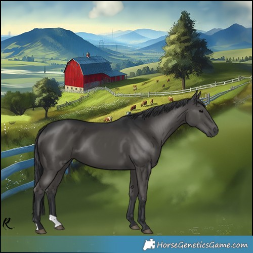 Horse Color:Black 