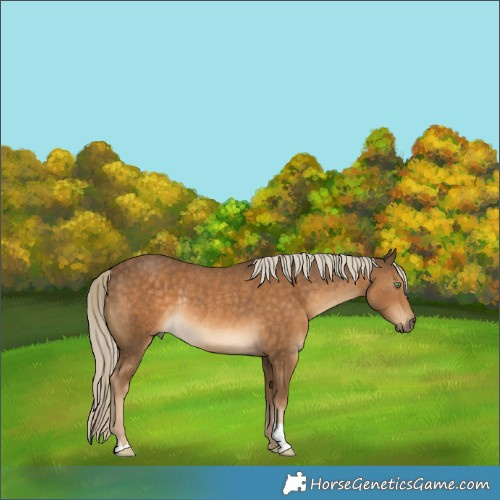 Horse Color:Chocolate Palomino Rabicano 