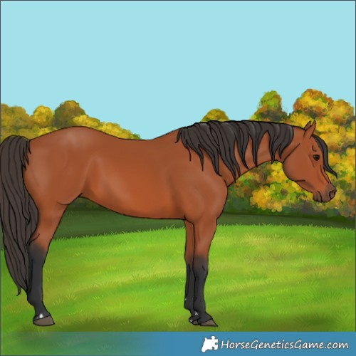 Horse Color:Bay 