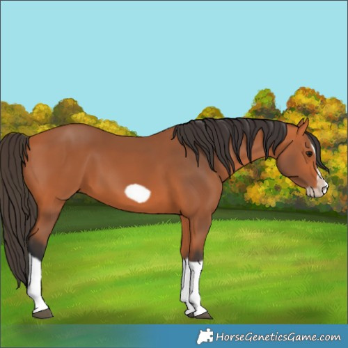 Horse Color:Bay Splash Frame