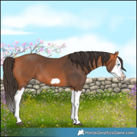 Horse Color:Bay Splash Frame 