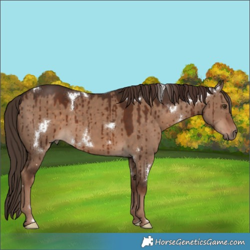 Horse Color:White Spotted Liver Red Dun Brindle