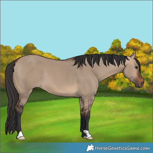 Horse Color:Bay Dun
