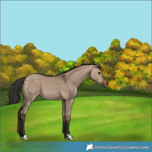 Horse Color:Bay Dun 