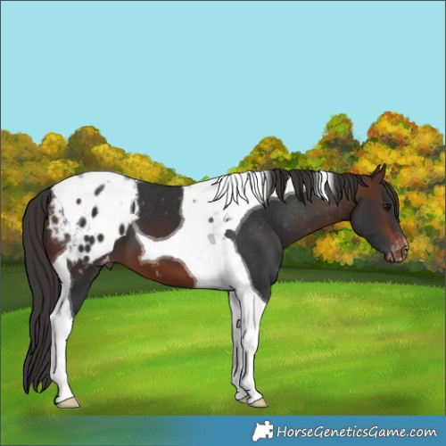 Horse Color:Brown Tobiano Appaloosa 