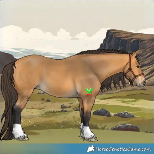 Horse Color:Buckskin 