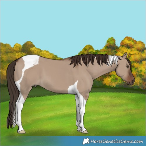Horse Color:Liver Red Dun Tobiano