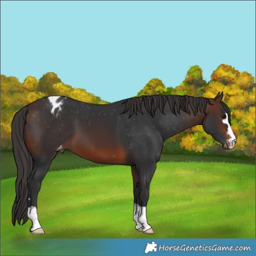 Horse Color:Brown Varnish