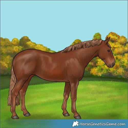 Horse Color:Chestnut 