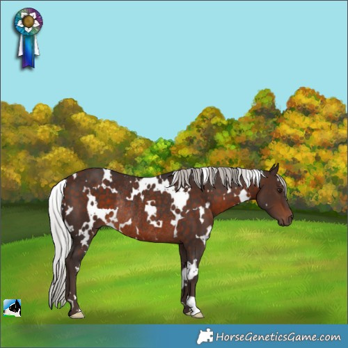 Horse Color:White Spotted Silver Brown Rabicano 