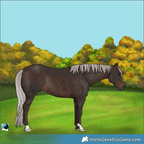 Horse Color:Silver Brown Rabicano