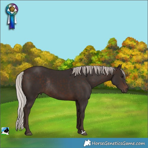 Horse Color:Silver Brown Rabicano