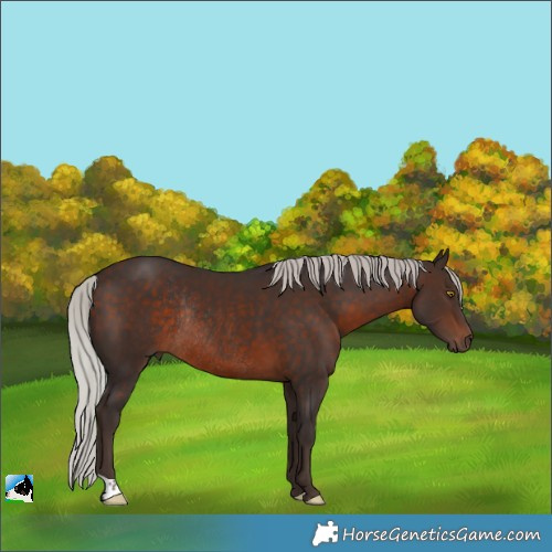 Horse Color:Silver Brown Rabicano