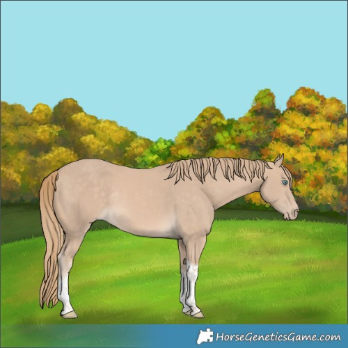 Horse Color:Perlino Tobiano Rabicano 