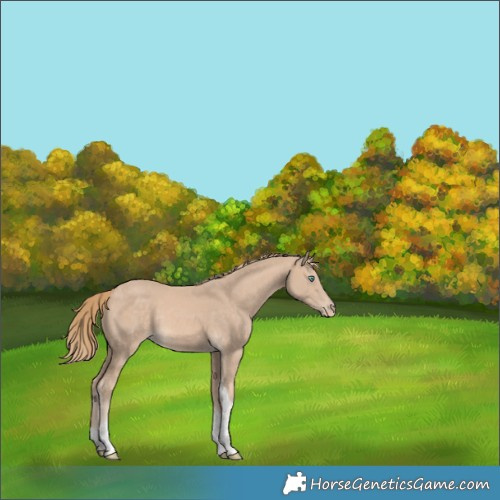 Horse Color:Perlino Tobiano Rabicano 