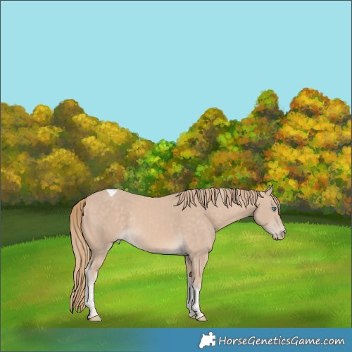 Horse Color:Perlino Tobiano Rabicano 