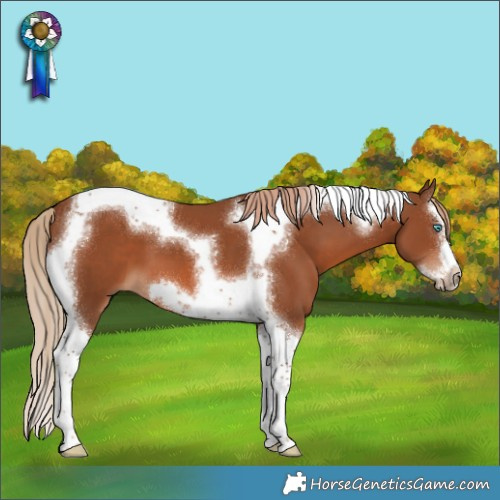 Horse Color:Chestnut Splash Tobiano Frame 
