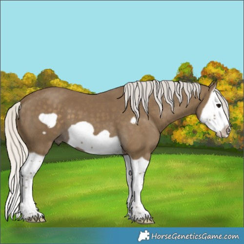 Horse Color:Silver Smoky Black Splash Frame