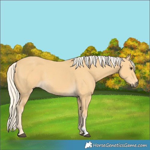Horse Color:Palomino