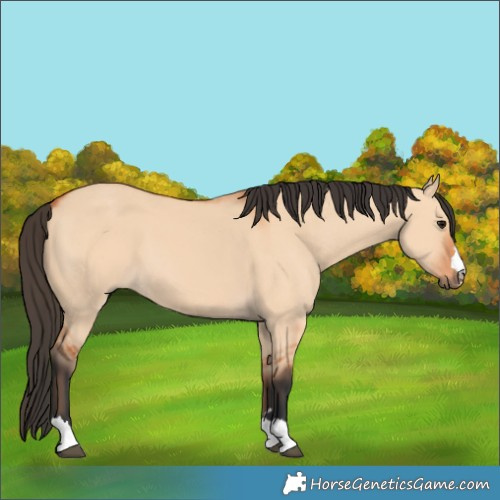 Horse Color:Bay Dun