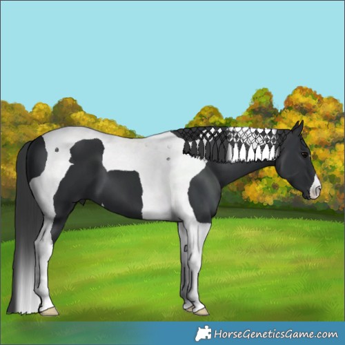 Horse Color:Black Tobiano 