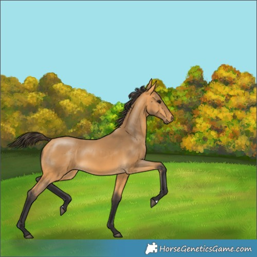Horse Color:Buckskin