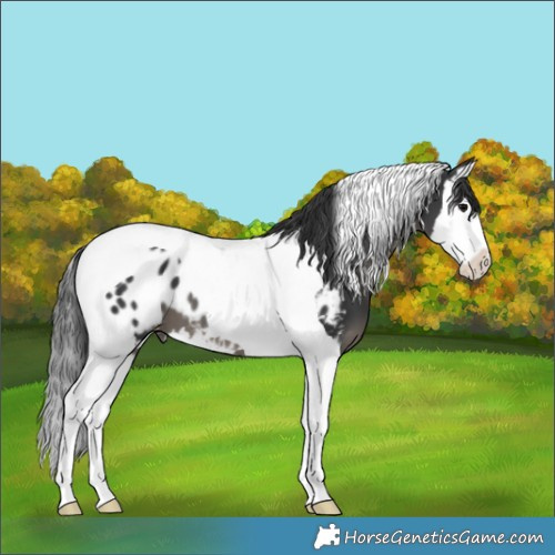 Horse Color:Black Splash Tobiano Blanket 