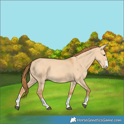 Horse Color:Red Dun 