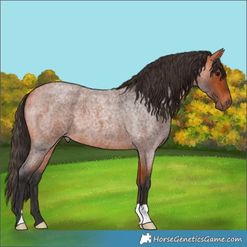 Horse Color:Bay Roan