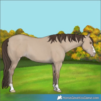 Horse Color:Classic Champagne Dun