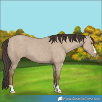 Horse Color:Classic Champagne Dun 
