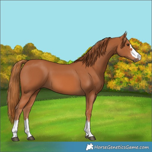 Horse Color:Chestnut 