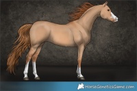 Horse Color:Red Dun