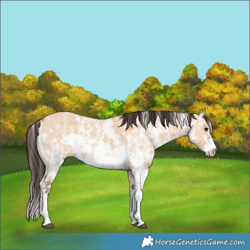 Horse Color:Bay Dun Sabino 